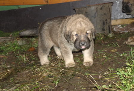 4 weeks old puppy
Est Ch  Elton z Kraje Sokolu (Massai) X  Anais Rio Rita (Anja)
18.10.2008

Keywords: puppyestonia anuler
