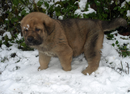 4,5 weeks old puppy
Est Ch  Elton z Kraje Sokolu (Massai) X  Anais Rio Rita (Anja)
18.10.2008

Keywords: anuler puppyestonia