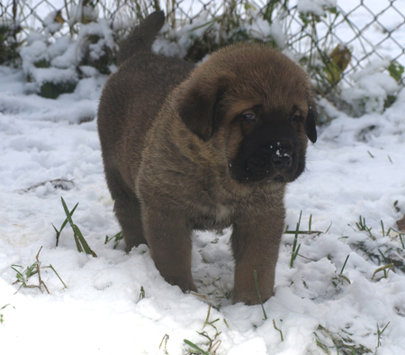 4,5 weeks old puppy
Est Ch  Elton z Kraje Sokolu (Massai) X  Anais Rio Rita (Anja)
18.10.2008

Keywords: snow nieve puppyestonia