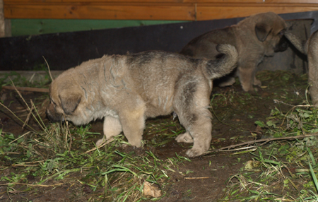4 weeks old puppy
Est Ch  Elton z Kraje Sokolu (Massai) X  Anais Rio Rita (Anja)
18.10.2008

Keywords: puppyestonia anuler
