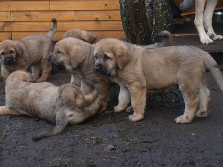 7 weeks old puppies
Est Ch  Elton z Kraje Sokolu (Massai) X  Anais Rio Rita (Anja)
18.10.2008

Keywords: puppyestonia anuler