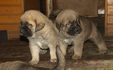 4 weeks old puppies
Est Ch  Elton z Kraje Sokolu (Massai) X  Anais Rio Rita (Anja)
18.10.2008

Keywords: puppyestonia anuler