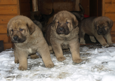 4,5 weeks old puppies
Est Ch  Elton z Kraje Sokolu (Massai) X  Anais Rio Rita (Anja)
18.10.2008

Keywords: anuler puppyestonia