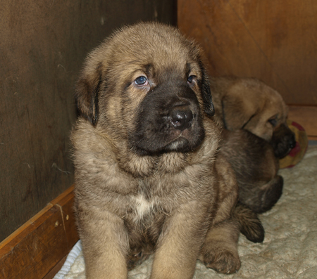 4,5 weeks old puppy
Est Ch  Elton z Kraje Sokolu (Massai) X  Anais Rio Rita (Anja)
18.10.2008

Keywords: anuler puppyestonia