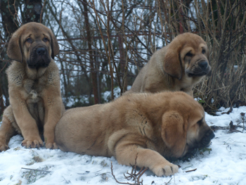 9 weeks old puppies
Est Ch  Elton z Kraje Sokolu (Massai) X  Anais Rio Rita (Anja)
18.10.2008
Males - Machos: 7
Females - Hembras: 2
Keywords: snow nieve puppyestonia anuler
