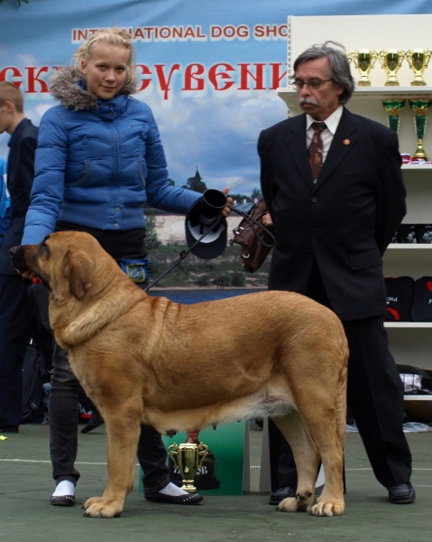 ICH. Charisma Zaark Mastibe 28.8.in Int. dog show Pskov, Russia: CAC, CACIB, BOB, BEST IN GROUP 3 - fulfilled INTERNATIONAL & RKF CHAMPION
Keywords: zarmon