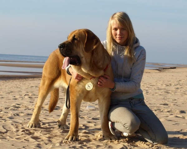 Zarmon de Celly Alizee  in Latvian beach after National dog show in Limbazi, Latvia exc. 1, LV CAC, CQ, Best female, BOB 
Keywords: zarmon