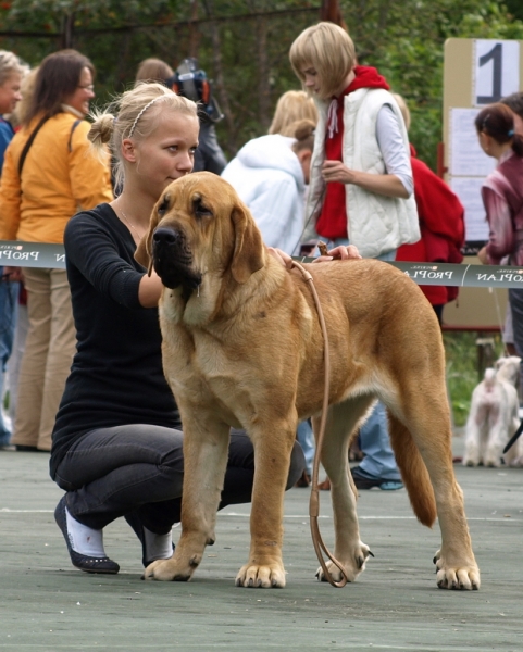 JCH. Zarmon de Celly Alizee in 28.8. Int. dog show Pskov, Russia - fulfilled RUSSIAN JUNIORCHAMPION
Keywords: zarmon