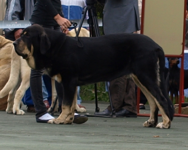 Ebano de Anaise 7,5 months in 28.8.2010 Pskov, Russia dog show - Very promising 1
Keywords: zarmon