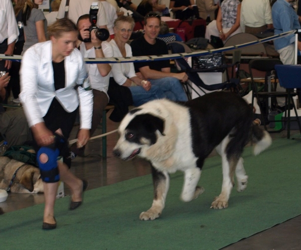 03.07.2008 - World Dog Show, Stockholm, Sweden
Photo: Zarmon de Celly
