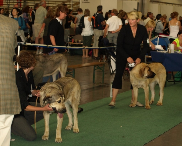 03.07.2008 - World Dog Show, Stockholm, Sweden
