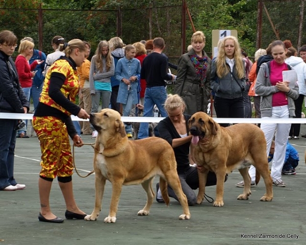 CACIB females - 28.8.2010 International dog show in Pskov, Russia
Keywords: 2010 zarmon