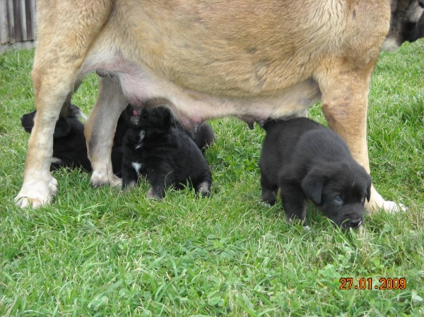 Cachorros de Basillon a los 37 días
Keywords: puppyspain