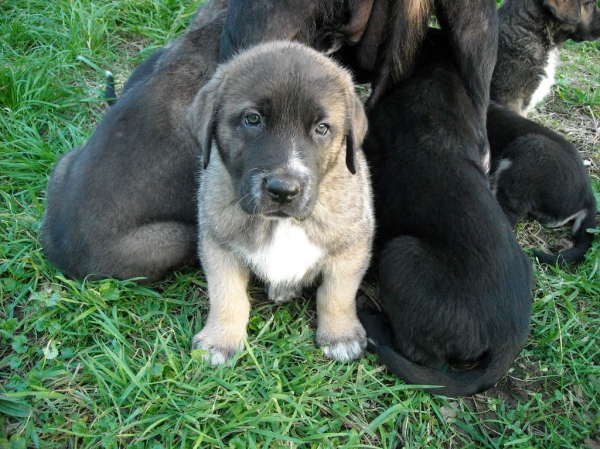 Cachorro de Basillón
Keywords: puppyspain