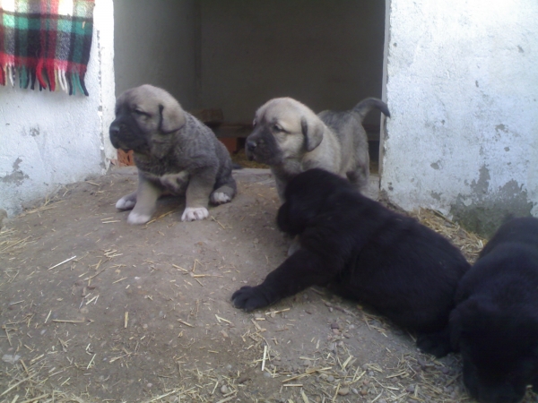CAMADA PINARES DEL CEGA
Keywords: puppyspain puppy cachorro