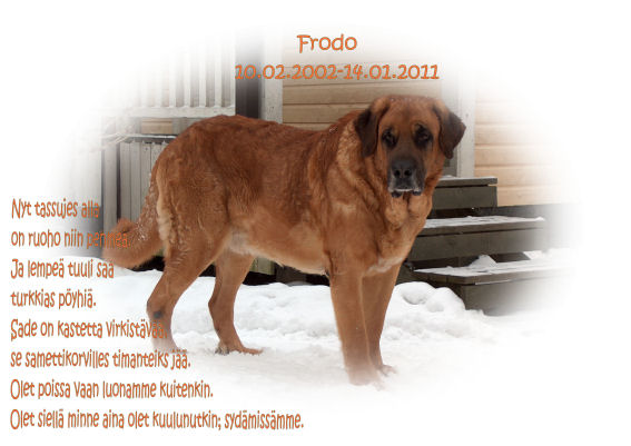 Frodo - Our greatest guide and guard
10.02.2002 - 14.01-2011
Keywords: harri frodo