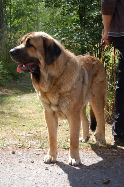The most beautiful dog in Bonachon meeting
Our honorary guest chose Anuler Amado meetings most beautiful dog. Amado really is awesome looking mastin, big and strong as they should be.
