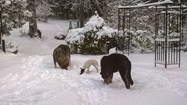 Winterday
Erbi, Luga and Omar
Keywords: Erbi, Luga snow nieve antero