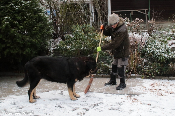 Luga 
Luga helping in snow work
Keywords: Luga antero