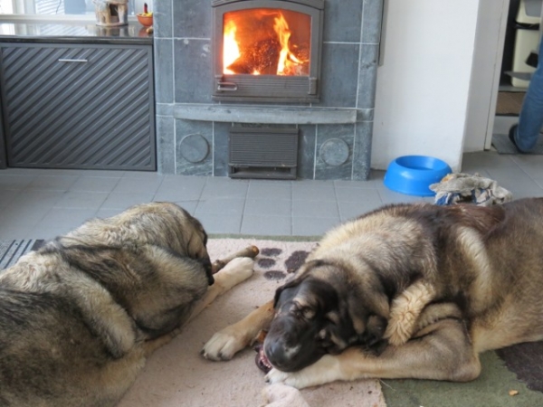 Erbi and Quántum
Outside minus 30 degrees, the dogs love when I bring wood inside for the fire, because each of them get one piece, and it seems to be nice to bite them.
Keywords: antero Erbi QuÃ¡ntum