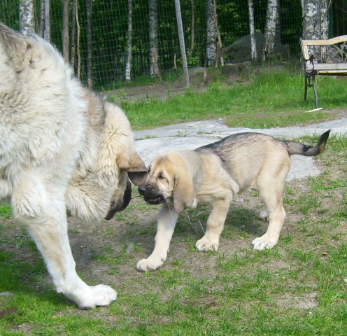 Big puppy and little puppy :D
