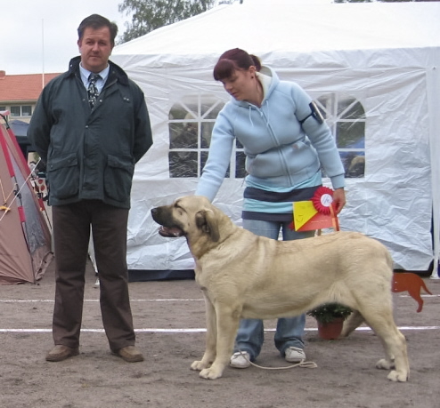 Mamapama´s Millicent ; one year of age and..
BOB / BIS-6 on Bullmastiffs & Mastiffs breedclubs special show! 
Judge visited us from Spain, Rafael Escar Tabuena.

Millicent´s "half-sister" Lola was best female 2 and last year she won BOB on same show ;), 
Ramonet must be very proud of his children ;))

