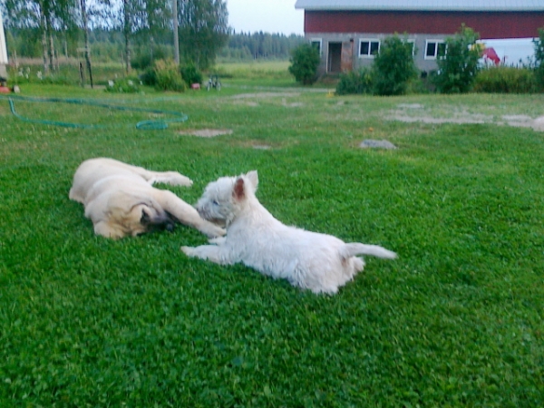 Puppies playing
