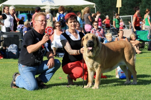 Hannah Mastibe
Best of Breed and Best of FCI Group 2  at Ristiina National Dogshow
