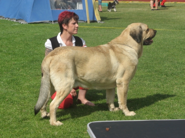 Ramonet
3rd best male at Ristiina national dogshow
