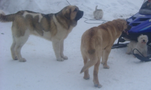 What´s happening?
Helmi -westie guarding snowmobile and boys are confused :))
