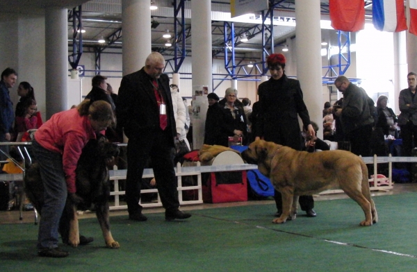 Nelly Tornado Erben
In Lithuania. She got cac and res-cacib on both days, Lithuanian Winner and Vilnius Cup 2010
