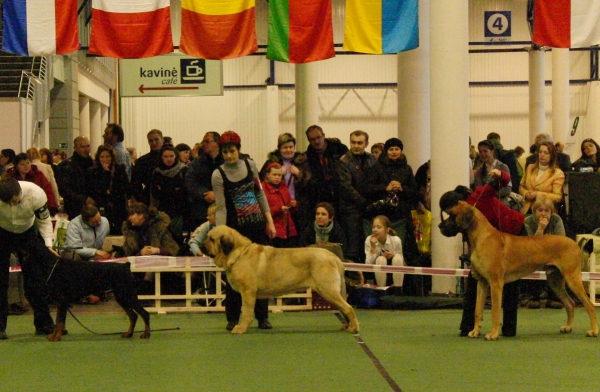 Ramonet
On right side of him is also Finnish dog, very successfull great dane.
