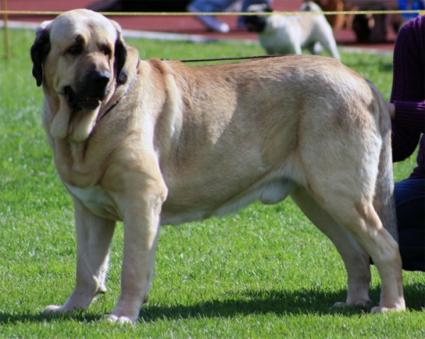 Ramonet  ( Ron de Babia x Trufa de Trashumancia)
BOB 20.6.10, placed also best eight dogs of group 2

