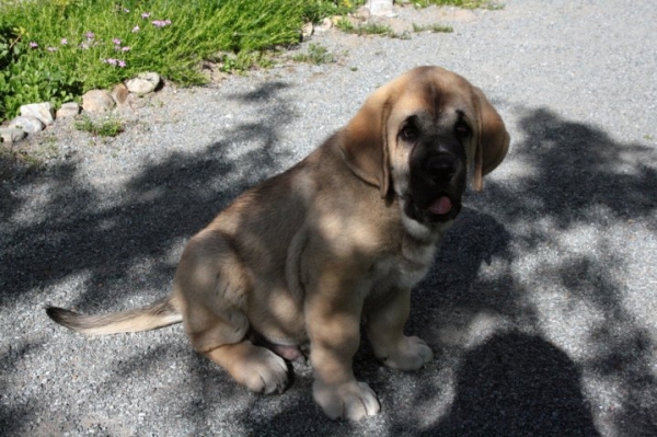 "Antero", cutiest puppy on earth :)
