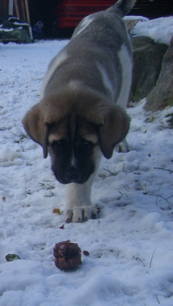 Uffa, first day at his new home in cold Finland
