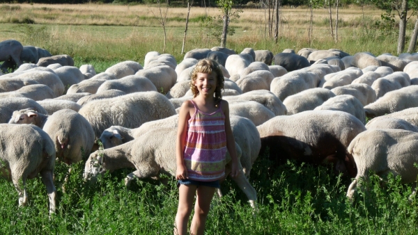 Natalie in Leon in the middle of a flock of sheep. 
Ključne besede: Natalie our junior mastinera!!
