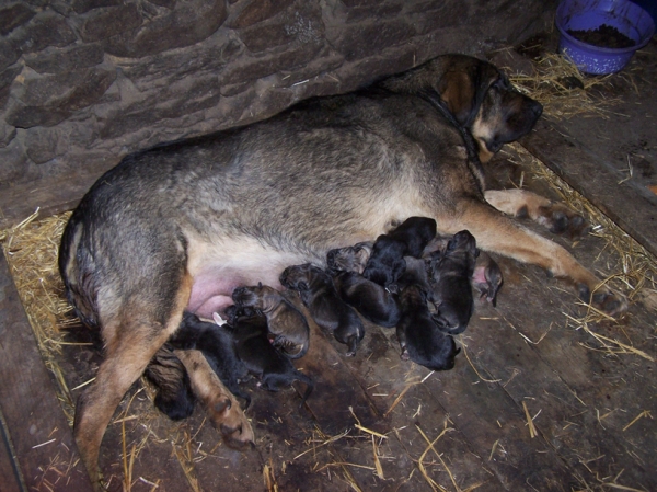 Arquera de Los Piscardos
Arquera y sus 14 cachorros.
Keywords: piscardos