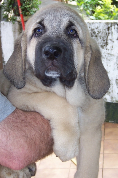 Oberón at 3 months

