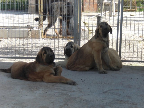 Cachorros de La Cuadra
Rocco de Fuente de Mimbre x Kara de Montes del Pardo
Keywords: cuadra