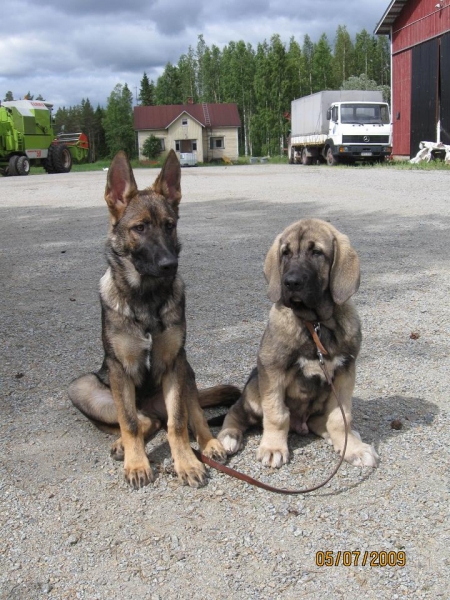 New puppy in Finland,with a new friend.
Keywords: Tiia