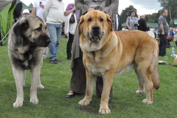 Molosoid Breeds Dog Show Warsaw, Enzo  With Lori Fre - Su[ Winner of Club]
