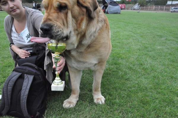 Molosoid Breeeds Dog Club Show, Enzo Lu Dareva  Best of Breed End Winner of Club
