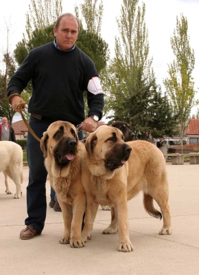 1ª clase pareja Viana de Cega 2012
Neva y Bull de Basillón,
cachorros de 60 y 68 kg.
con la tortilla del mejillón
Keywords: cachorros