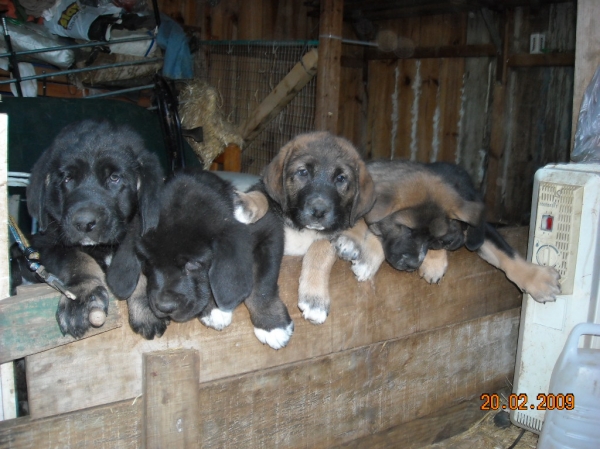 Cachorros de Basillón - al mes y 25 días 
Keywords: puppyspain puppy cachorro