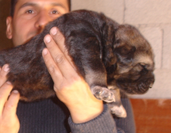 Aslam de Puerto Canencia con 17 dias
cachorro de Ch. Barco de Montes del Pardo x Loba Psicardos
Keywords: canencia