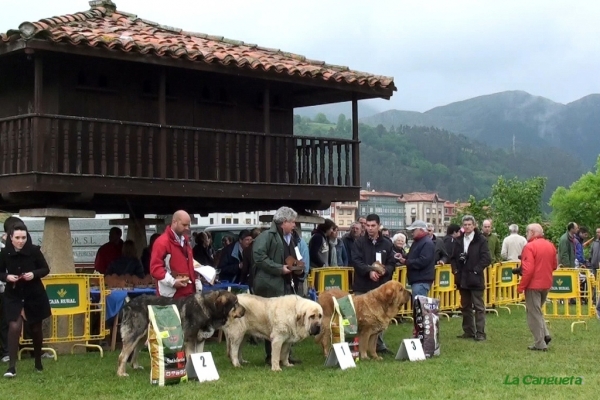 Arriondas, Asturias, Spain, 19.05.2012
Keywords: 2012