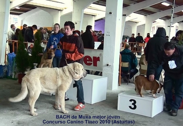 Bach en Tineo (Asturias) 2010
Mejor joven del concurso
Avainsanat: MatÃ­n EspaÃ±ol
