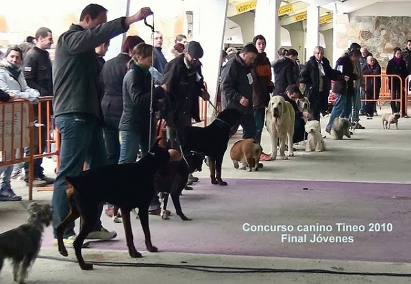 Final jóvenes Tineo 2010
Keywords: Mastin EspaÃ±ol, Concurso Canino