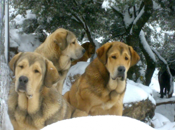 Cachorros machos Altos de Valdearazo 
6,5 meses
Keywords: ALTOS DE VALDEARAZO