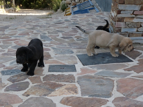 Cachorros Altos de Valdearazo - foto 25.07.09
Vulcano de Fuente Mimbre X Vulcana I de Fuentemimbre
11.06.09  
Keywords: puppyspain ALTOS DE VALDEARAZO